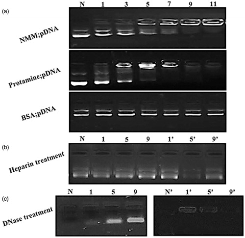 Figure 3. (a) (a) EMSA assay for different NMM and protamine/pDNA ratios: lane 1: naked plasmid, lane 2–7: six N/P ratios (1, 3, 5, 7, 9, and 11). Each lane indicates a stepwise increase in the peptide or protein/pDNA. The pDNA is retained from N/P 7 onward completely in both protamine and NMM complexes. BSA was used as a negative control. (b) Integrity of pDNA released from the NMM and protamine complexes after incubating them with heparin. Lanes N: naked plasmid with heparin; lanes 1–9 and 1’–9′: NMM and Protamine at N/P 1–9, respectively. (c) The effect of DNase1 on the stability of condensed plasmid. Lanes N and N?: naked plasmid; lanes 1–9 and 1′–9′: NMM and Protamine at N/P 1–9, respectively. NMM: NLS-Mu-Mu; N/P ratio: nitogen to phosphate ratio.