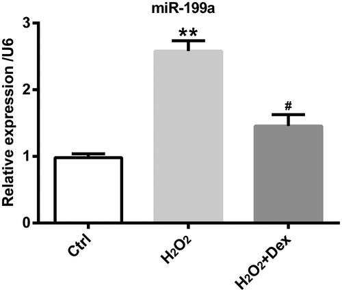 Figure 3. Dex decreased miR-199a levels in PC12 cells. After pre-treatment by Dex (1 nM) for 30 min, PC12 cells were incubated by H2O2 (50 µM) for 24 h. The levels of miR-199a expression were got by qRT-PCR. **p < .01 vs. control (Ctrl) group. #p < .05 vs. H2O2 group.