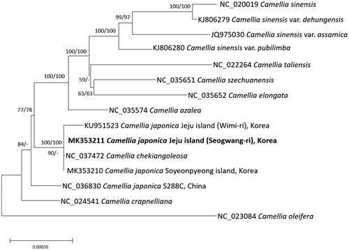 Figure 1. Neighbor joining (bootstrap repeat is 10,000) and maximum likelihood (bootstrap repeat is 1,000) phylogenetic trees of 15 Camellia chloroplast genomes: Camellia japonica (MK353211 in this study, MK353210, KU951523, and NC_036830), Camellila chekiangoleosa (NC_037472), Camellia crapnelliana (NC_024541), Camellia oleifera (NC_024541), Camellia azalea (NC_035574), Camellia sinensis (NC_024541), Camellia sienesis var. pubilimba (KJ806280), Camellia sienesis var. assamica (JQ975030), Camellia sienesis var. dehungensis (KJ806279), Camellia szechuanensis (NC_035651), Camellia tallensis (NC_022264), Camellia elongata (NC_035652), and Camellia oleifera (NC_023084). The numbers above branches indicate bootstrap support values of maximum likelihood and neighbor joining phylogenetic trees, respectively.