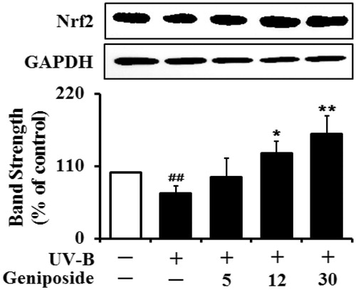 Figure 7. Enhancing effect of geniposide on the Nrf2 levels in human dermal fibroblasts under UV-B irradiation. Fibroblasts were subjected to fresh media with the varying concentrations (0, 5, 12 or 30 μM) of geniposide for 30 min before the irradiation. The Nrf2 proteins were determined using western blotting analysis with anti-Nrf2 antibodies. GAPDH was used as a protein loading control. The relative band strength was determined with densitometry using ImageJ software. Data are presented as % of control versus the non-irradiated control. ##p < 0.01 versus the non-irradiated control; *p < 0.05; **p < 0.01 versus the non-treated control (UV-B irradiation alone).