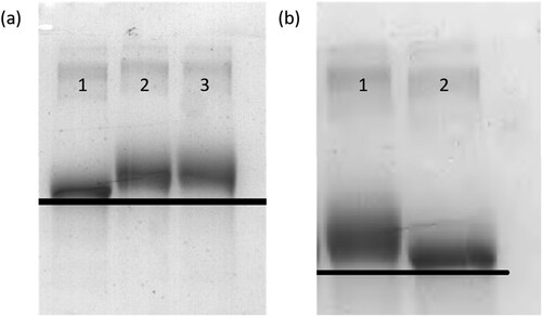 Figure 3. Polyacrylamide gel electrophoresis image of immunogen (a) (1 = BSA; 2/3 = MCLP-hapten : MBSA (80:1;120:1)) and coating antigens (b) of CLP (1 = MCLP-hapten: MOVA (30:1); 2 = OVA).