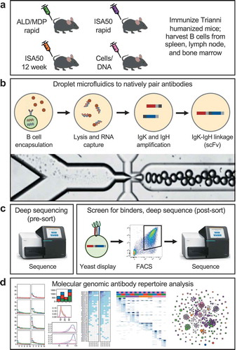 Figure 1. Workflow overview. (a) Mice were immunized using one of four immunization methods (ALD/MDP rapid, ISA50 rapid, ISA50 12 week, and Cells/DNA), and spleen, lymph node, and sometimes bone marrow tissues were harvested. (b) Millions of individual B cells from the immunized mice were encapsulated into droplets using a microfluidic system. The cells were lysed, RNA was captured from the single cells, and IgK-IgH scFv libraries were created with emulsion RT-PCR. The bottom image shows the droplet generation process. (c) Linked IgK-IgH DNA libraries were transformed into a yeast display system and sorted against antigen with FACS. The repertoires were deep sequenced before and after sorting. (d) The antibody repertoires were analyzed by a multitude of molecular genomic metrics to identify similarities and differences between the immunization methods/tissues.