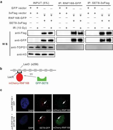 Figure 3. RNF168 and SET8 interact in vivo. (a) HeLa cells were transfected with 3xFlag-SET8 and GFP-RNF168 and IP was performed with anti-FLAG beads (lanes 1) or anti-GFP (lane 2). Stable interaction is observed in irradiated (IR) and unirradiated cells. (b) Illustration of the LacO array, LacR/mCherry-RNF168 and GFP-SET8 constructs. (c) Assessment of SET8 and RNF168 co-localization in vivo in HeLa LacO cells transfected with LacR-tagged mCherry-RNF168 + GFP as a control group and LacR-tagged mCherry-RNF168 + GFP-SET8. Arrows mark the local accumulation of tethered LacR repressor fusions to the LacO operator and the potential colocalization with SET8 and RNF168.