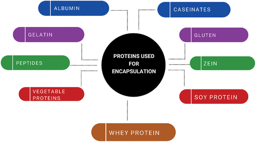 Figure 1. Encapsulation of different food ingredients using proteins.
