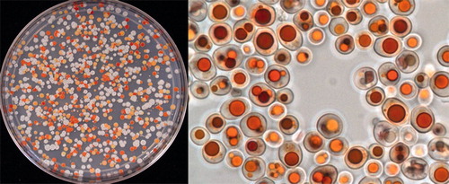 Figure 4. Carotenoid production in Yarrowia lipolytica. Left: mating of two carotenoid-overproducing Yarrowia lipolytica strains, creating a progeny with a rich genetic diversity. White colonies have lost the trait to produce colored carotenoids. Colonies with different colors produce different carotenoids, and/or different quantities of carotenoids. Right: Yarrowia lipolytica cells from a fed-batch culture, showing canthaxanthin accumulation in the lipid bodies. Pictures courtesy of María Mayorga (DSM).