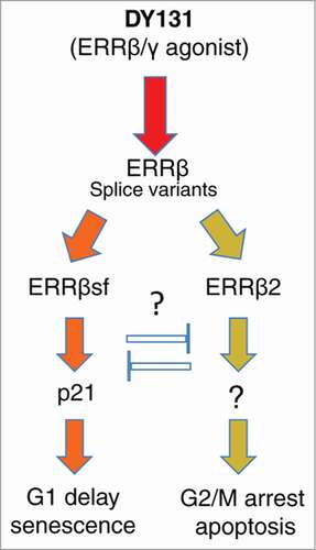 Figure 1. Schematic diagram of ERRβ splice variants function in regulation of cell cycle transitions. While ERRBsf may induce cell cycle delay in the G1 phase through transactivation of p21 gene expression, the ability of ERRβ2 to induce strong cell cycle block and apoptosis in G2 and M phases is not known, but in principle may occur through induction of the Dub3/USP17 ubiquitin hydrolase which in turn inhibits proteasomal degradation of the Cdc25A protein phosphatase leading to dephosphorylation of inhibitory tyrosine on CDK1 and subsequent G2/M arrest. Other mechanisms may also exists including cytoplasmic sequestration of CDK1 and or Src.