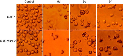 Figure 3. Tumour cells were incubated with vehicle (control), 10 µM (U-937) or 1 μM (U-937/Bcl-2) of the specified compound for 72 h and images were obtained with an inverted phase-contrast microscope.