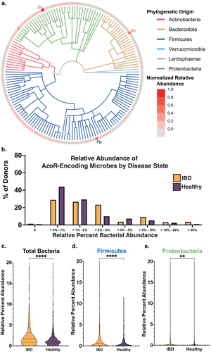 Figure 4. Azo—encoding microbes are sparse in health and disease. (a) Cladogram reflecting microbes used for integrative analysis query, with abundances for each relative to other AzoR-encoding strains. Percent of percent of donors containing AzoR-encoding microbes as determined by Integrated Search space combining EC Annotations, extant AzoR-encoding microbes reported in literature, and species identified using structural metagenomics in this study for total bacterial abundance. (b) Abundance of Percent of percent of donors containing AzoR-producing microbes at a range of relative abundance levels across the x-axis, queried using an Integrated Search space combining EC Annotations, extant AzoR-producing microbes reported in literature, and species identified using structural metagenomics in this study for total bacterial abundance. Violin plots comparing AzoR abundances between IBD patients and healthy individuals across the IBDMDB, comparing relative % abundances for all microbes (c), Firmicutes (d), and Proteobacteria (e) that produce AzoR genes as annotated by Integrative Analysis used in this manuscript. ****P < 0.0001, **P < 0.01 by an unpaired t test.