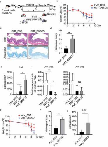 Figure 3. Altered gut microbiota in DSSCD group contributes to the severity of colitis. (a) Experimental design of FMT. The mice were pretreated with an antibiotic cocktail for 3 weeks, followed by 2% DSS treatment and oral gavage of fecal samples derived from DSSCD and DSS group every other day during modeling. (b – e) the severity of colitis in the mouse transplanted fecal microbiota in the DSSCD and DSS groups was assessed by body weight loss (b), H&E and alcian blue staining (c), histological scores (d), and IL-6 levels from colonic tissue (e). Scale bars, 200 μm. (f) the relative abundance of OTU288 and OTU287 was quantified by real-time qPCR with normalization to total bacterial (16S rRNA). (g – h) the effect of C. difficile on mice with colitis and antibiotic pretreatment was evaluated by weight loss (g), histological scores from H&E staining (h), and colonic IL-6 production by ELISA (i). Scale bars, 200 μm. Data are shown as the mean±sd and represent at least three independent experiments. Statistical analysis between groups was conducted by the Mann – Whitney test. *P < 0.05, **P < 0.01.