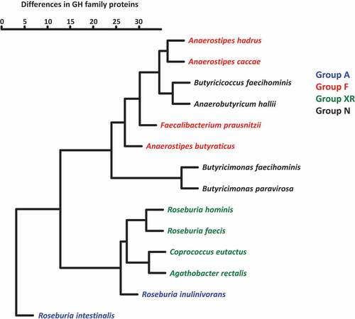 Figure 4. Hierarchical clustering of 14 butyrate-producing bacteria based on the presence of GH family proteins. Numbers of estimated proteins in each GH family were used to prepare a dendrogram using the hclust function with the Ward.D2 algorithm in the R package (version 3.6.2)