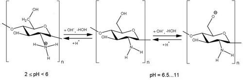 Figure 7. Structure of chitosan depending on pH conditions (Kumirska, Weinhold, Thöming, & Stepnowski, Citation2011; Sakkayawong, Thiravetyan, & Nakbanpote, Citation2005).