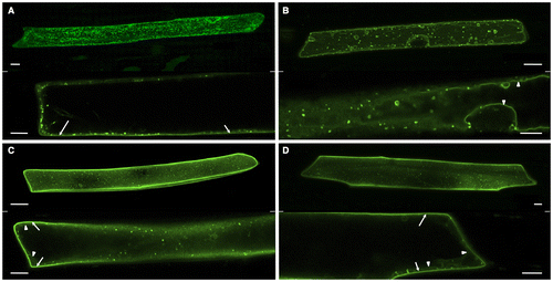 Fig. 3. Transient expression of VSR4 and their mutants fused to sGFP in Japanese leek epidermal cells.