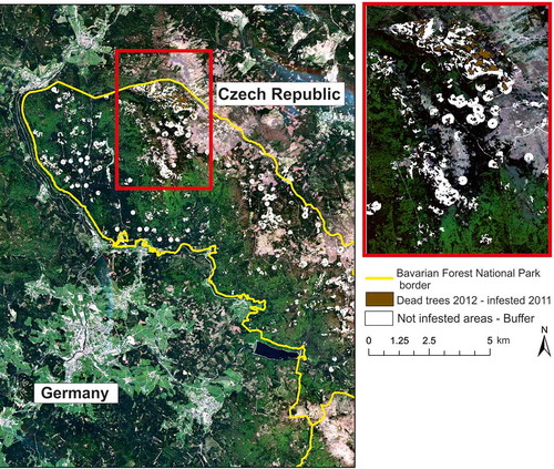Figure 1. Natural-color RapidEye scene of the study area in Germany. Brown indicates the dead trees (infested with bark beetles in 2011) extracted by the analysis of aerial photographs from 2012. White shading around brown areas indicates buffer zones of variable size around each infested area. The red box indicates a zoomed-in subset of the study area.