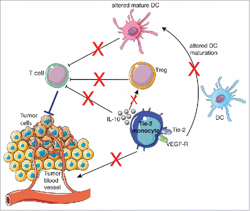 Figure 2. Effects of combined blockade of TIE-2 and VEGFR kinase activities on BC TEM. This treatment induces reprogramming of BC TEM toward an antitumoral functional phenotype enhancing tumor-specific T cell responses, dampens TEM pro-angiogenic and lymphangiogenic activities by decreasing their paracrine secretion of VEGFs, impairs TEM-mediated conversion of T cells into Tregs, impedes TEM paracrine secretion of the immunosuppressive cytokines IL-10 and VEGF-A and prevents TEM to interfere with DC maturation.