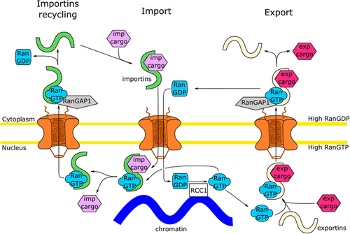 Figure 2. Nuclear import and export cycles. An import complex consisting of an NLS-bearing cargo (violet) and importin (green) is formed in the cytoplasm. After NPC passage, RanGTP (blue), formed in the nucleus though the action of RCC1 (white), binds importin, resulting in nuclear cargo release. The importin-RanGTP complex returns to the cytoplasm through the NPC where the Ran GTPase-activating protein (RanGAP1, gray) stimulates GTP hydrolysis, releasing the importin for another import cycle. An export complex consisting of an NES-bearing cargo (pink), exportin (beige) and RanGTP is formed in the nucleus. After NPC passage RanGAP1 stimulates GTP hydrolysis, dissociating the export complex. The import of RanGDP and re-import of the exportin are, for the sake of simplicity, not shown.