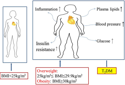 Figure 1 Adverse effects of overweight and obesity on health such as major cardiovascular (CV) risk factors, including blood pressure, plasma lipids, glucose, inflammation, insulin resistance. Overweight is defined as BMI of 25.0 to 29.9 kg/m2. Obese is defined as BMI of 30 kg/m2 or higher.