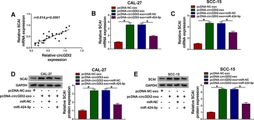 Figure 8 Exosomal circGDI2 regulated SCAI expression through sponging miR-424-5p. (A) Correlation between circGDI2 expression and SCAI mRNA level in OSCC tissues using the Spearman test. CAL-27 and SCC-15 cells (Recipient cells) were transfected with miR-424-5p mimic or miR-NC mimic and then treated with 30 µg/mL of the exosomes from pcDNA-NC- or pcDNA-circGDI2-transfected Donor cells, followed by the measurement of SCAI mRNA expression by qRT-PCR (B and C), SCAI protein level by Western blot (D and E). Blots were representative of n = 6. *P < 0.05.Abbreviations: pcDNA-NC-exo, exosomes derived from OSCC cells transfected with pcDNA; pcDNA-circGDI2-exo, exosomes derived from OSCC cells transfected with pcDNA-circGDI2.