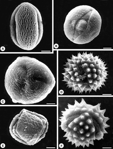 Fig. 4. SEM micrographs of main pollen types from native plants collected by the honey bees in the Caldenal: (A) Schinus fasciculatus; (B) Chuquiraga sp.; (C) Prosopis alpataco; (D) Hysterionica jasionoides; (E) Prosopidastrum globosum; (F) Grindelia tehuelches. Scale bar – 5 μm (A, C, D & E); 10 μm (B & F).