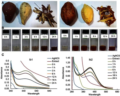 Figure 1 (A) Sweet potato (Ipomoea batatas) varieties Korean red skin (Ib1) and Korean pumpkin (Ib2) vegetable and waste part. (B) Gradual color transition of Ib extract during synthesis of Ib1-AgNPs and Ib2-AgNPs between 0 and 24 hrs. (C) UV-Vis spectra of the biosynthesized Ib1-AgNPs and Ib2-AgNPs under laboratory condition.