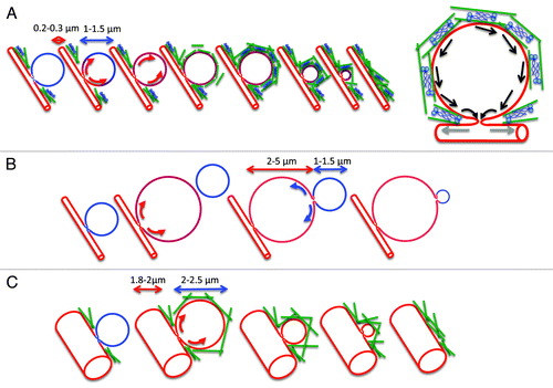Figure 2. Role of the actomyosin complex in the gradual collapse of the secretory granules. A. SCGs (blue) fuse with the APM (red), the fusion pore opens, and membranes flow from the APM into the SCGs (red arrows). The difference in membrane tension may not favor the flow of the membranes toward the APM that would lead to the gradual collapse of the SCGs. The contractile activity of the actomyosin complex (actin, green rods; myosin II, blue) that assembles around the SCGs may push the membranes (black arrows) and/or dilate further the fusion pore (gray arrows) to facilitate the gradual collapse. B. In the absence of a functional actin cytoskeleton the SCGs expand forming large vacuoles (2‑5 µm). Membranes flow into the large vacuoles, which acquire the properties of the APM. Due to the lower membrane tension of the large vacuoles, the remaining SCGs gradually collapse without the need of a functional actomyosin complex. C. In the absence of a functional myosin II, the acinar canaliculi significantly expand in size (1.8‑2.0 µm). The SCGs fuse with the APM and slightly expand in size (2‑2.5 µm). Under these conditions the difference in membrane tension may be more favorable to a actomyosin-independent gradual collapse.