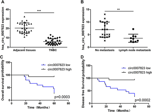 Figure 1 Expression of hsa_circ_0007823 in clinical samples of triple negative breast cancer (TNBC). (A) Quantitative real time polymerase chain reaction (qRT-PCR) analysis of the expression of hsa_circ_0007823 in 30 pairs of TNBC and adjacent normal tissues. (B) Analysis of hsa_circ_0007823 expression in patients with TNBC with or without lymph node metastasis. Kaplan–Meier survival curves of overall survival (C) and disease-free survival (D) of patients with TNBC with low and high hsa_circ_0007823 expression. The median hsa_circ_0007823 value was used as the cutoff. **P < 0.01, ***P < 0.001.