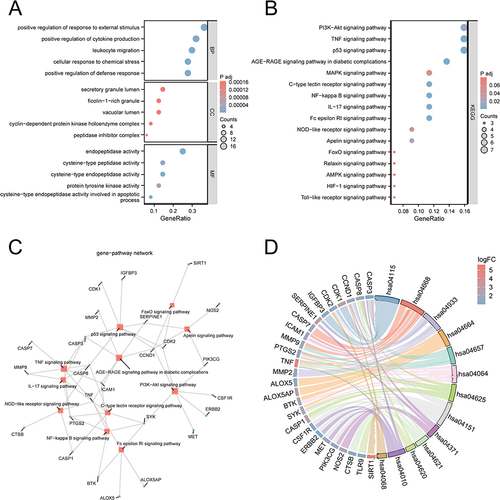 Figure 4 Functional enrichment analysis of 48 candidate genes. (A) GO enrichment analysis of 48 candidate genes in BP, MF and CC. (B) KEGG enrichment analysis of 48 candidate genes. (C) Gene-pathway network diagram. (D) The chord diagram represents the combined results of log 2 (Fold Change) values, genes and pathways. The left side represents genes, while the right side represents pathways.