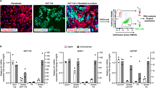 Figure 5. Ginisortamab inhibits endogenous gremlin-1-mediated antagonism of BMP target gene expression in human CRC cells and fibroblasts. (a) Representative immunofluorescence images of CellTracker Deep red-labeled and CellTracker green CMFDA-labeled HCT 116 cells cultured alone or in direct co-culture. Cultures were imaged 72 h after seeding. Representative flow cytometry dot plots showing the gating strategy to isolate CellTracker green CMFDA-labeled CRC cells and CellTrace violet-labeled fibroblasts from co-cultures. TO-PRO3 was added to discriminate between viable and dead cells. (b) quantitative RT-PCR analysis of ID1 mRNA level in CRC cell lines and fibroblasts cultured on their own or in direct co-culture in presence of 150 nM hIgG4 or ginisortamab. CRC cell lines and fibroblast co-cultures were incubated for 72 h and sorted prior to mRNA analysis to isolate pure populations of CRC cell lines (sorted CRC cells) and fibroblasts (sorted ‘Fbs). Fold changes in CRC cell lines and fibroblasts are shown relative to either CRC cell lines or fibroblasts alone treated with hIgG4, respectively. The left y-axes depict gene expression change in CRC cells, and the right y-axes depict gene expression change in fibroblasts. Graphs show mean and individual data points from n = 3 independent experiments.