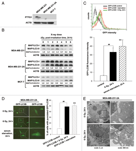 Figure 1. Radiation induced autophagy in MDA-MB-231-2A cells. (A) The levels of PTTG1 in MDA-MB-231, MDA-MB-231-2A, and MCF-7 cells were examined by western blot analysis. (B) MDA-MB-231-2A cells were exposed to different doses of radiation followed by 24 h of recovery time. The ratio of MAP1LC3-II/MAP1LC3-I was analyzed by western blot analysis. (C) EGFP-MAP1LC3-transfected MDA-MB-231-2A cells were exposed to 6-Gy radiation or serum starvation. EGFP intensity was measured by flow cytometry. (D) EGFP-MAP1LC3-transfected MDA-MB-231-2A cells were exposed to 6-Gy radiation or serum starvation. EGFP-MAP1LC3 puncta were measured using fluorescence microscopy. Scale bar: 500 µm. In (C and D), ** indicates significant differences (P < 0.01) between the control and serum starved cells. ## indicates significant differences (P < 0.01) between the control and irradiated cells. (E) MDA-MB-231-2A cells were exposed to 6-Gy radiation, and autophagosome-like structures (arrows) were observed by TEM.