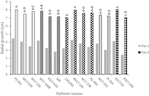 Fig. 1 Radial growth of 14 isolates of five Pythium species on potato dextrose agar (PDA) after 1 and 2 days. Different letters above bars indicated significant differences based on Tukey grouping analysis of day 2 means at α = 0.05. Means with same letters were not significantly different (SE = 0.21). Species of isolates: Pythium sylvaticum (1–3) = PS 352, M17-539, M17-156; P. aphanidermatum (4–6) = M17-166B, KS17-419, 34P; P. ultimum var. ultimum (7–10) = PU 350, M17-238, KN17-155, 12Py391; P. irregulare (11–12) = M17-533, PI 354; P. spinosum (13–14) = KS17-63, KS17-230.