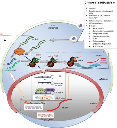Figure 1 RNAi/miRNA pathway schematization and major challenges for naked siRNA delivery in vivo. (A) Schematization of RNA interference (RNAi): non-translated double-stranded RNA (dsRNA) molecules called small interfering RNA (siRNA), of exogenous or endogenous origin, post-transcriptional regulate gene-expression through a sequence specific degradation of target messenger RNA (mRNA). [1] Longer siRNA molecules (dark green) are cleaved by the nuclease Dicer and [2] incorporated into a multiprotein RNA-inducing silencing complex (RISC). [2] The duplex RNA is unwound leaving the anti-sense strand (light green). [3] to guide RISC to complementary mRNA (red) for subsequent endonucleolytic cleavage and gene silencing. [4] Short hairpin RNAs (shRNA) (violet) are sequences of RNA encoded by specific genes; they are introduced into the nucleus, transcribed and transported into the cytoplasm where they follow the same fate of siRNA. (B) miRNA processing: microRNA (blue) are considered as the “endogenous substrate” of the RNAi machinery. They are trascribed by RNA-Pol III in long primary transcripts (pri-miR), then processed within the nucleus into precursor miRNA (pre-miRNA) by the RNase III enzyme Drosha-DGCR8. Pre-miRNA hairpins are exported from the nucleus in a process involving the nucleo-cytoplasmic shuttle Exportin-5 (Exp.5). In cytoplasm, the pre-miRNA hairpin is cleaved by Dicer and loaded into RISC as for siRNA. miRNAs often share only partial complementarity with target mRNAs, usually in the 3′UTR, acting mainly as a translational repressors. (C) “Naked” siRNA pitfalls. In the box are reported the major obstacles for therapeutic efficacy of siRNA without modifications (“naked”). See text for details.