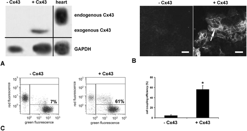 Figure 3. Inducible Cx43 expression in Jeg3 Cx43 transfectants. (A) Northern blot analysis. The Cx43 transfected cells displayed strong induction of the exogenous Cx43 mRNA upon 48 h treatment with Dox compared to the uninduced state. (B) Cx43 immunostaining of Cx43 transfected cells revealed strong immunoreactivity in the induced culture (right, + Cx43) in contrast to the very weak staining in the uninduced cells (left, - Cx43). (C) Calcein transfer measured by FACS analysis showed a strong mean coupling efficiency in Cx43 induced Jeg3 Cx43 transfected cells (56%) in contrast to uninduced cells (4%). Data represent means ± SD (n = 3), * P ≤ 0.05, cell coupling efficiency (%) is significantly enhanced in Cx43 expressing Jeg3 cells compared to uninduced cells. Scale bar in (B) represents: 40 μ m.