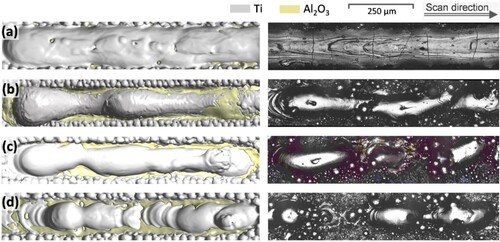 Figure 3. Simulation (left column) and experimental (right column) results of a single track surface shape formed after the solidification of Ti powder on Al2O3 substrate from viewing angle Ⅰ in Figure 2 with L = 100 W. (a) V = 200 mm/s, (b) V = 400 mm/s, (c) V = 600 mm/s, and (d) V = 800 mm/s.