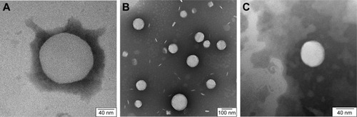 Figure 1 Transmission Electron Microscopy.Notes: (A) Plain liposome; (B) liposomes loaded with vancomycin; (C) Tat-functionalized liposome loaded with vancomycin.