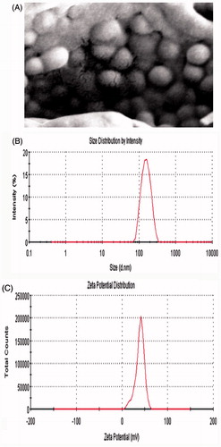 Figure 2. Scanning electron micrographs of M-C-PLA-NP (105 × magnification, A); Size distribution chart of M-C-PLA-NP (B) and Zeta potential distribution chart of M-C-PLA-NP (C).