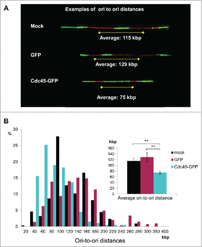 Figure 5. Cdc45 overexpression increased origin usage. (A) Representative DNA fiber spreads. Fiber assays were performed after pseudotransfection (mock) or transfection with a GFP- (GFP), or with a Cdc45-GFP-encoding vector (Cdc45), respectively. (B) The distribution of origin-to-origin distances as well as the average ori-to-ori distances (inlet) were evaluated from about 200 representative tracks by using a stretching factor of 2.59 kb/µm.Citation21