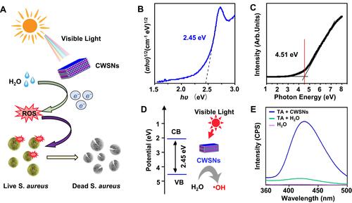Figure 2 Photocatalytic induction of ROS formation by CWSNs. (A) Schematic showing the CWSN-mediated inactivation of bacteria through visible-light photocatalytic ROS generation. (B) Bandgap of the CWSNs, in which hʋ is the photon energy and α is the absorption coefficient. (C) The VB edge of the CWSNs measured by using UPS. (D) Band position of the CWSNs with respect to ROS formation (OH•) potential. (E) Fluorescence spectra of TA with and without incubation with CWSNs.