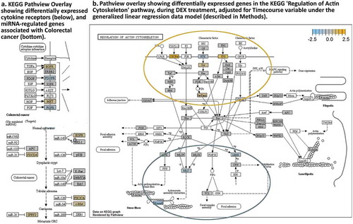 Figure 6. KEGG Pathview readouts of DEX vs Control-associated differential gene expression. (a) Differentially expressed cytokine receptors and known miRNA targets in colorectal cancer. (b). KEGG pathway map “Regulation of Actin Cytoskeleton” shows the effects of DEX treatment. (white boxes – not tested).