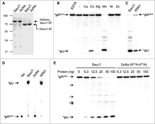 Figure 2. Ribonuclease activity of recombinant SauJ1. (A) Protein preparations. Aliquots (2.5 µg) of either the nickel-agarose preparations of His10Smt3-SauJ1-SF (lane 1), and His10Smt3-SauJ1 (2XAla)-SF (lane 2) or the Step-Tactin preparations of SauJ1-SF (lane 3) and SauJ1 (2XAla)-SF (lane 4) were analyzed by SDS-PAGE. The polypeptides were visualized by staining with Coomassie Blue dye. The positions and sizes (kDa) of marker polypeptides are indicated on the left. The polypeptide composition of the elution fraction of the tagged-SauJ1 is shown on the right. (B) Divalent cation requirement. Reaction mixtures (15 µl) containing 50 mM Tris-HCl (pH 8.0), 8 nM 5′ end 32P labeled 26-mer RNA (*pRCitation26nt), 100 ng of wild-type SauJ1 and either 10 mM EDTA, no added divalent cation (-) or divalent cation (chloride salt) as specified were incubated for 15 min at 37 °C. The reaction products were analyzed on a 20% urea PAGE and the products were visualized by autoradiography. (C) Determination of the predominant SauJ1 products. Reaction mixtures (15 µl) containing 50 mM Tris-HCl (pH 8.0), 1.3 U RNasin, 8 nM 26-mer RNA (*pRCitation26nt), 10 mM MgCl2, and 1 Unit of XRN1 (New England Biolabs) were incubated for 15 min at 37 °C, and analyzed on a 20% urea PAGE in parallel with the reaction products of SauJ1 obtained as described in panel B. D. Analysis of the SauJ1 products by PEI-cellulose TLC. Reaction mixtures (15 µl) containing 50 mM Tris-HCl (pH 8.0), 8 nM 26-mer RNA (*pRCitation26nt), 1 mM MnCl2, and 100 ng of SauJ1, 100 ng of 2XAla or 1 U of XRN1 were incubated for 15 min at 37 °C. Reactions were quenched by adding formic acid and aliquots (2µl) of the mixtures were applied to a PEI-cellulose TLC plate, which was developed with 1 M formic acid, 0.5 M LiCl. 32P-labeled material was visualized by autoradiography. (E) Protein titration. Reaction mixtures (15 µl) containing 50 mM Tris-HCl, 1 mM MnCl2, 1.3 U RNasin, 25 nM 26-mer RNA (*pRCitation26nt) and either SauJ1 or 2xAla proteins as indicated were incubated for 15 min at 37 °C. The reaction products were analyzed on a 20% urea PAGE and the products were visualized by autoradiography. Minor degradation products are indicated by dashed arrows.