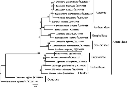 Figure 1. The best Maximum likelihood (ML) phylogram inferred from 21 chloroplast genomes in Asteraceae (bootstrap value are indicated on the branches). The position of Gymnocoronis spilanthoides is shown in a box.