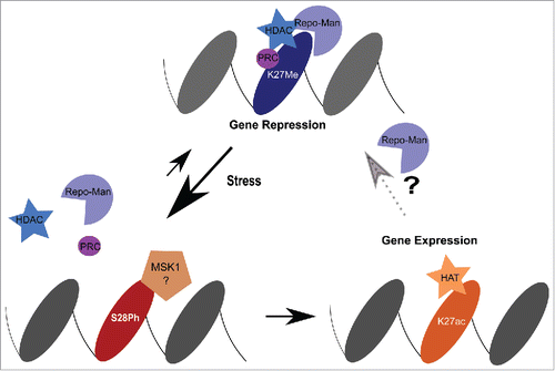 Figure 3. Model. Repo-Man is found together with HDAC complexes to maintain repression at H3K27me2/3. Upon stress induction, MSK1 phosphorylates Ser28 and leads to the dispersal of Repo-Man/HDAC from the chromatin sites. Consequently, HATs mediate the acetylation of Lysine 27 activating gene expression. This can cause either a permanent or transient re-activation. For the latter, the decrease in kinase activity will favour the binding of Repo-Man to the acetylated H3K27 (Repo-Man has affinity for this residues as well in vitro) and promote the recruitment of HDAC to restore a repressed state.