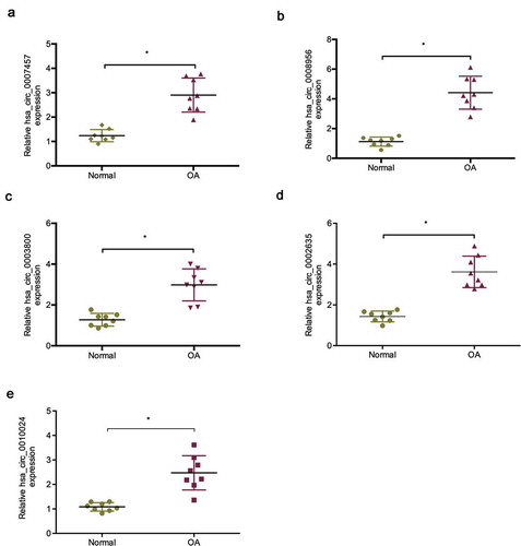 Figure 1. Expression of the five most upregulated circRNAs in OA tissues. (a) Relative hsa_circ_0007457 expression in OA tissues; (b) Relative hsa_circ_0008956 expression in OA tissues; (c) Relative hsa_circ_0003800 expression in OA tissues; (d) Relative hsa_circ_0002635 expression in OA tissues; (e) Relative hsa_circ_0010024 expression in OA tissues. *P < 0.05.