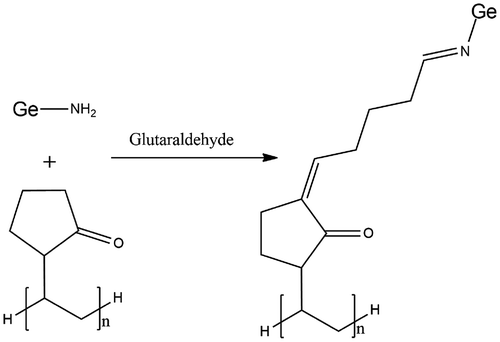 Figure 3. Presumptive chemical structure of Ge/PVP based hydrogels.