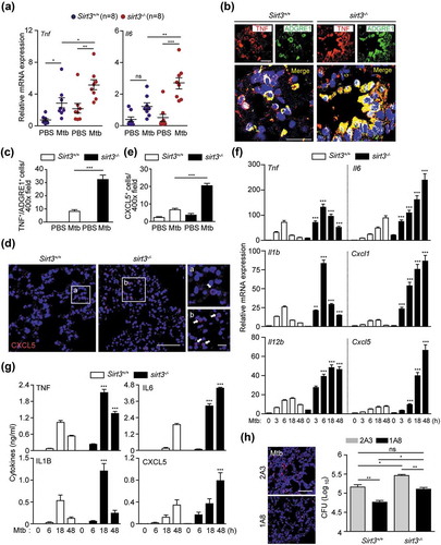 Figure 2. SIRT3 is required for controlling pathological inflammation and neutrophil infiltration during mycobacterial infection. (a-e) Sirt3+/+ and sirt3−/- (n = 8 each group) mice were infected intranasally with Mtb (3 × 104 CFU), and monitored at 7dpi. (a) Quantitative real-time PCR of lung Tnf and Il6 mRNA expression; (b and c) TNF immunoreactivity in ADGRE1/F4/80-positive cells in lung tissues (Representative images for b, Scale bars: 50 µm; quantitative analysis for c). (d and e) CXCL5 immunoreactivity in lung tissues (Representative images for d, Scale bars: 50 µm; quantitative analysis for e). (f and g) Sirt3+/+ and sirt3−/- BMDMs were infected with Mtb (MOI = 10) at the indicated times, and then subjected to quantitative real-time PCR (f) and cytokine ELISA (g) analysis. (h) Bacterial burden of Mtb-infected Sirt3+/+ and sirt3−/- mice (n = 5 each group) by depletion of neutrophils. The neutrophil-specific anti-LY6G Ab (clone 1A8) or the isotype control (clone 2A3) was treated 7 days after Mtb infection. *P < 0.05, **P < 0.01, ***P < 0.001 compared with Sirt3+/+ conditions (f and g). Two-way ANOVA (a, c, e, f, and g) or one-way ANOVA with Dunn’s multiple comparison test (h). Data are representative of three independent experiments (b,d and h left), values represent means (± SEM) from three or four independent experiments performed in triplicate (a,c, and e-g), and represent combined results of three independent experiments (h right).