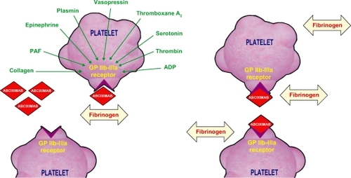 Figure 3 Abciximab interaction with platelet.