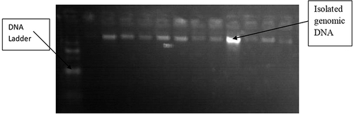 Figure 1 1% agarose gel electrophoresis showing the quality of isolated genomic DNA.