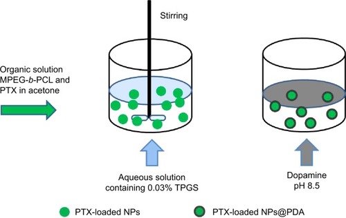 Figure 3 Schematic representation of the preparation techniques of PTX-loaded NPs and PTX-loaded NPs@PDA.Abbreviations: NP, nanoparticle; PDA, polydopamine; PTX, paclitaxel; PTX-loaded NPs@PDA, PTX-loaded methoxy poly(ethylene glycol)-b-poly(ε-caprolactone) (MPEG-b-PCL) NPs that had their surfaces modified with PDA; TPGS, d-α-tocopheryl polyethylene glycol 1000 succinate.