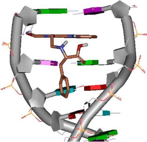 Figure 2 Docking feature of HMCEF in the active site of d(CGATCG)2.