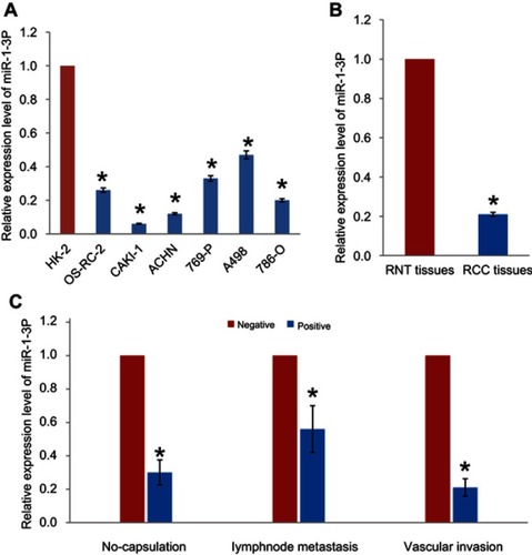 Figure 1 (A) Expression of miR-1-3p in the RCC cell lines OS-RC-2, CAKI-1, ACHN, 769-P, A498, and 786-O was significantly downregulated compared with the immortal renal cell line HK-2. (B) Expression levels of miR-1-3p in RCC tissues and adjacent renal normal tissues (RNT) were analyzed by RT-PCR assay. (C) miR-1-3p expression levels were compared in RCC tissues with or without capsulation, lymphnode metastasis or vascular invasion. *P<0.01 vs HK-2, RNT or negative.Abbreviations: RCC, renal cell carcinoma; miR, microRNA.