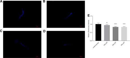 Figure 7 Effect of pb-3 on aging-related pigment lipofuscin levels of wild-type C. elegans. ((A) control group; (B) 100 μM group; (C) 200 μM group; (D) 300μM group) Representative images of lipofuscin accumulation in nematodes. (E) The relative fluorescence intensity of lipofuscin accumulation. Bars with different letters indicate that the values were significantly different (*p< 0.05, **p < 0.01, ***p <0.001, and ****p <0.0001).