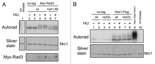 Figure 4 Rad3 or Hsk1 kinase activity is not affected in hsk1-89 or rad3Δ cells, respectively. Kinase assays were conducted as described in “Experimental Procedures” with anti-Myc antibody (A) or anti-Flag antibody (B) immunoprecipitates. (A) Extracts were prepared from non-tagged (lanes 2 and 3, YM71), Myc-tagged Rad3 (lanes 4 and 5, SH5142) and Myc-tagged Rad3 hsk1-89 (lanes 6 and 7, SH5431) strains. Cells were grown at 25°C and 12 mM HU was added (lanes 3, 5 and 7) or non-treated (lanes 2, 4 and 6), and incubation was continued for 1.5 hrs at 30°C. Lane 1, reaction without kinase. The reactions were conducted in the presence of 8 mM magnesium acetate, and thus the background phosphorylation of Mrc1 in non-tagged extract is observed. The shifted band, representing Rad3-mediated phosphorylation, is generated only by the tagged extract. Upper, autoradiogram; middle, silver staining; lower, immunoblot with anti-Myc antibody. (B) Extracts were prepared from non-tagged (lanes 1–4) or Flag-tagged Hsk1 (lanes 5–8) strain. Lanes 1, 2, 5 and 6, rad3+: lanes 3, 4, 7 and 8; rad3Δ. Cells were grown at 30°C and 12 mM HU was added (lanes 2, 4, 6 and 8) or non-treated (lanes 1, 3, 5 and 7), followed by further incubation for 1.5 hrs. Lane 9, reaction with purified Hsk1-Dfp1/Him1 complex; lane 10, reaction without kinase. Lanes 1 and 2, YM71; lanes 3 and 4, NI392; lanes 5 and 6, MS337; lanes 7 and 8, MS420. Upper, autoradiogram; lower, silver staining.